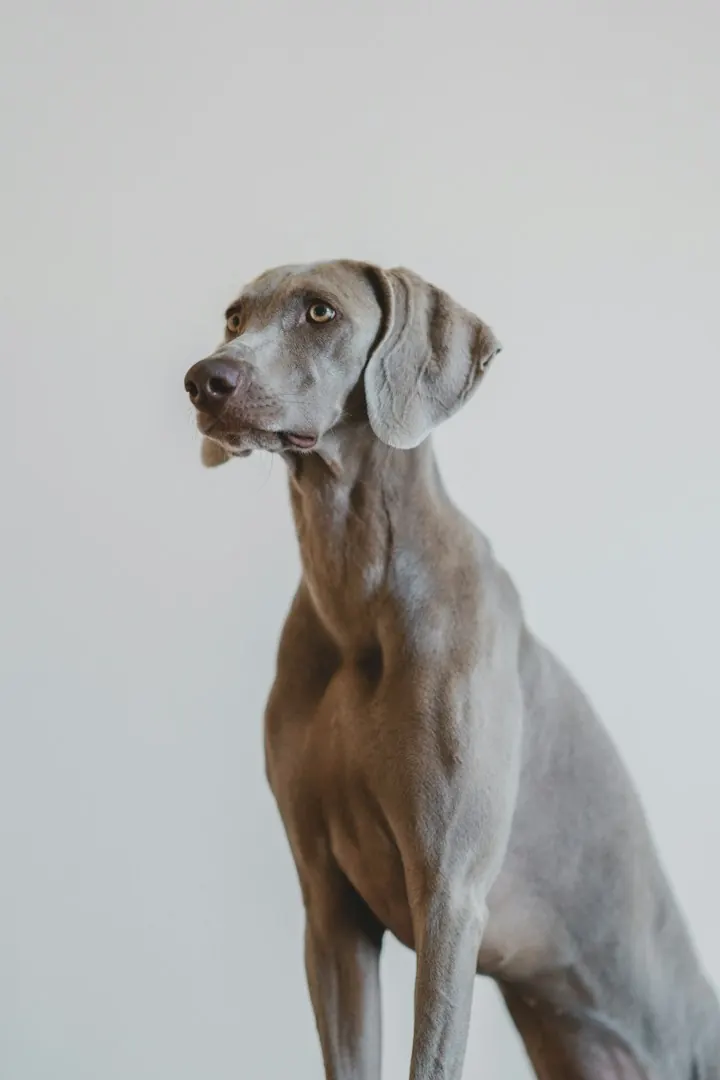 Juno, a silver-grey Weimaraner.